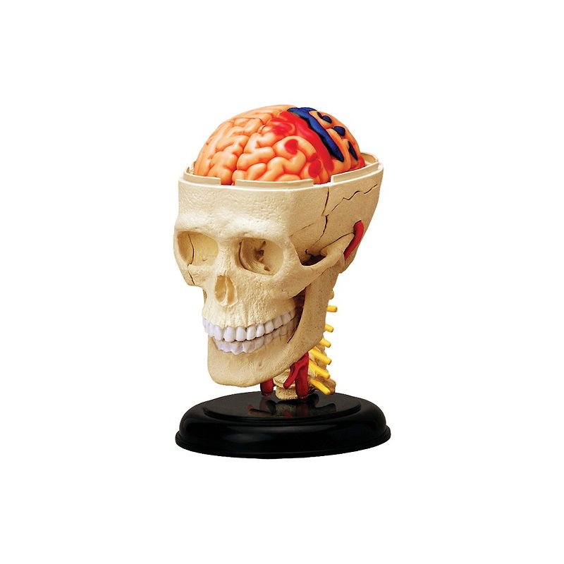 4D脳神経頭蓋骨解剖モデル - 人形・フィギュア - プラスチック 
