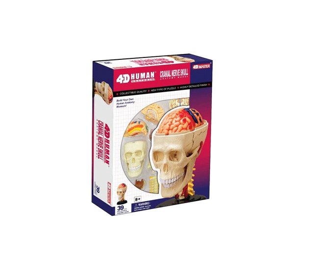 Herend 蓋付き容器 豚のフィギュア付き 4D脳神経頭蓋骨解剖モデル - ショップ Mr.Sci Science Factory