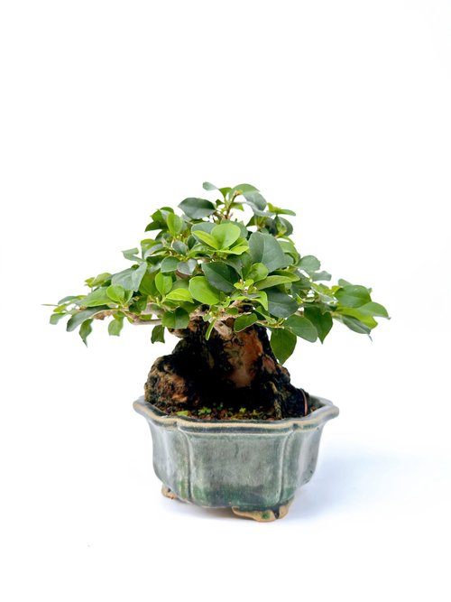 小品盆栽九重葛浮生園｜盆栽/植栽人氣榜- Pinkoi