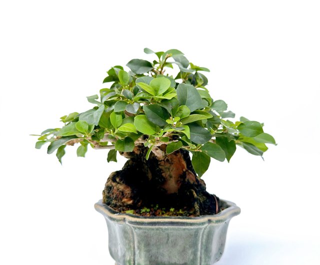 九重 盆栽 三河盆栽 五葉松 盆栽 九重 九重五葉松の盆栽を販売｜盆栽妙 –