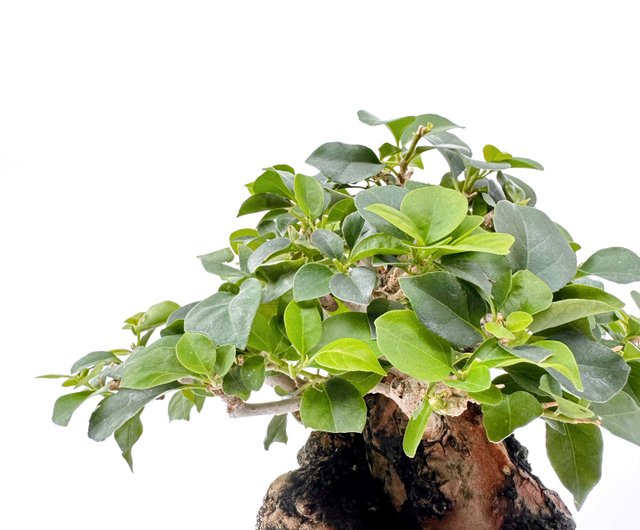 小品盆栽九重葛浮生園｜盆栽/植栽人氣榜- Pinkoi