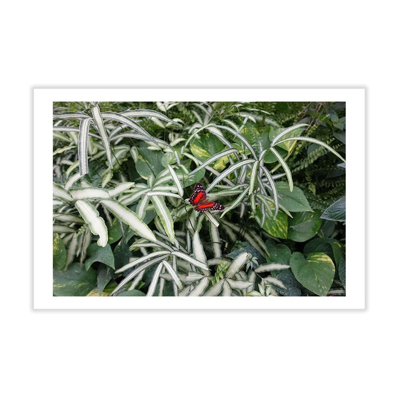 Red Monarch Butterfly Postcard, Real Photo Postcard, 4x6 Postcard - การ์ด/โปสการ์ด - กระดาษ 