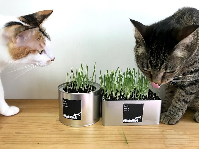 シマウマと犬 - 小さな新鮮な小麦の芝生の鉢植えの大麦の芝生鉢植えの猫の芝生の鉢植えの保育園のデスクかわいいとフレッシュ - その他 - 金属 シルバー