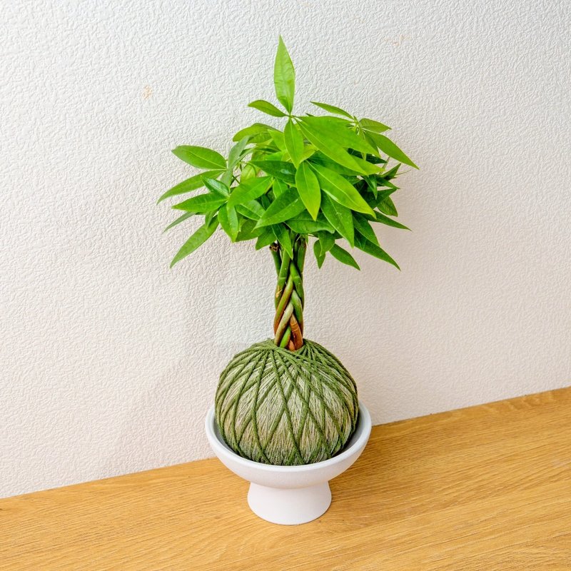 苔球植物 馬拉巴栗墨綠苔球加磨砂高腳缽 苔球 苔玉 禮物 送禮 - 盆栽/植栽 - 植物．花 綠色