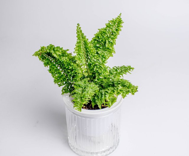 密葉ボストンシダ水なし鉢植え観葉植物ギフトオフィス小型鉢植え