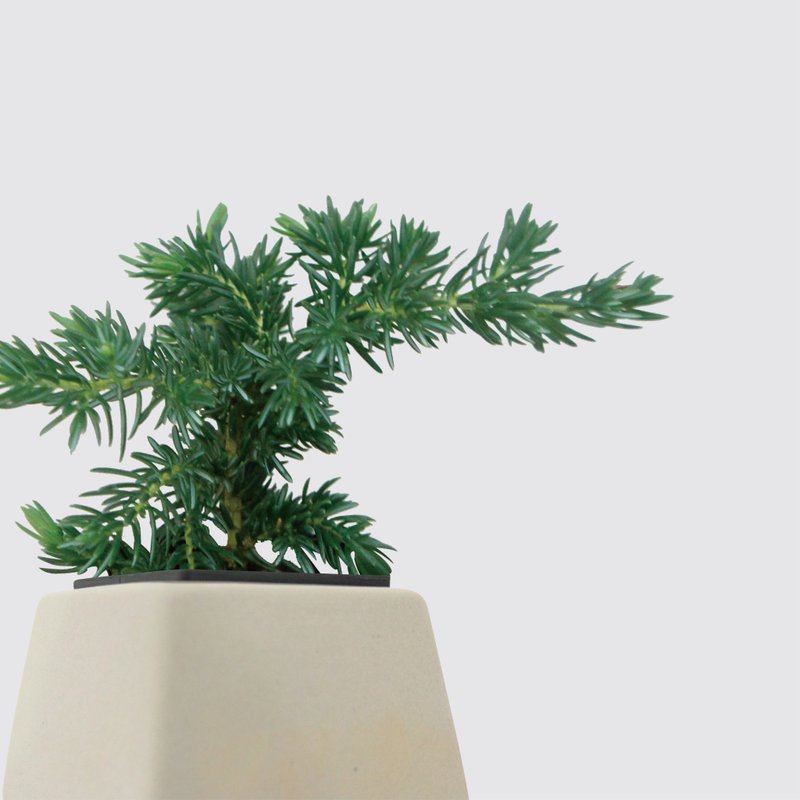 │ Square pot series │ Weeping juniper - seasonal hydroponic potted ceramic pot - ตกแต่งต้นไม้ - พืช/ดอกไม้ 