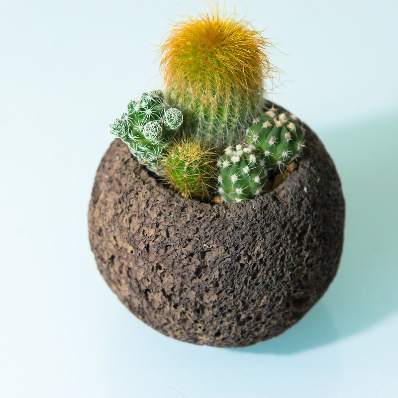 Meteorite Planet Cactus-Mercury - Plants - Stone Gray