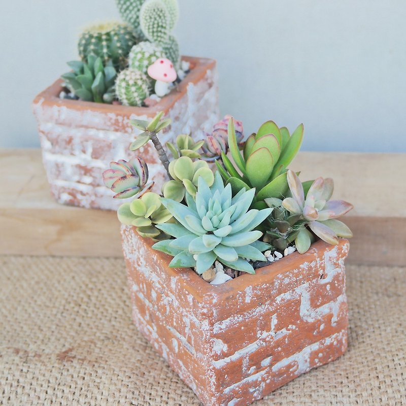 Peas succulents and small groceries - antique brick wall planting combination - ตกแต่งต้นไม้ - พืช/ดอกไม้ 