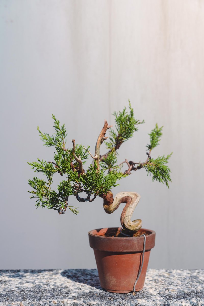 系魚川真柏盆栽 幹身細節變化多 迷你盆栽小品盆栽 - 盆栽/植栽 - 植物．花 綠色