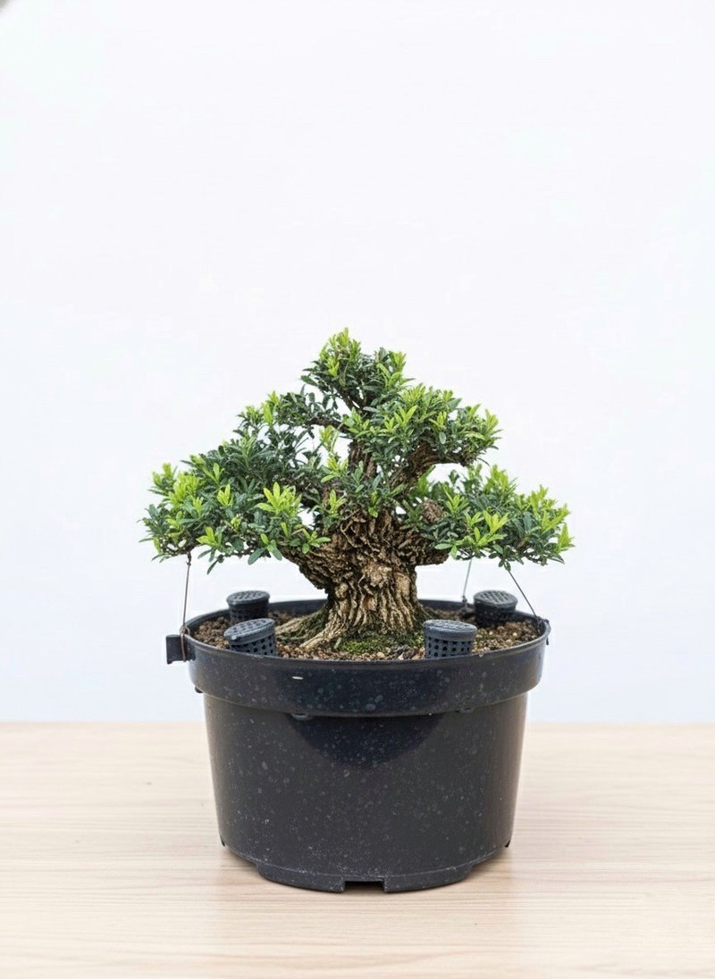 小品盆栽・翡翠黃楊 - 植物/盆栽/盆景 - 植物．花 