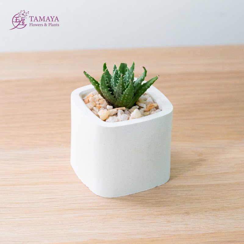 Mini succulent potted plant | white Cement pot - ตกแต่งต้นไม้ - พืช/ดอกไม้ สีเขียว