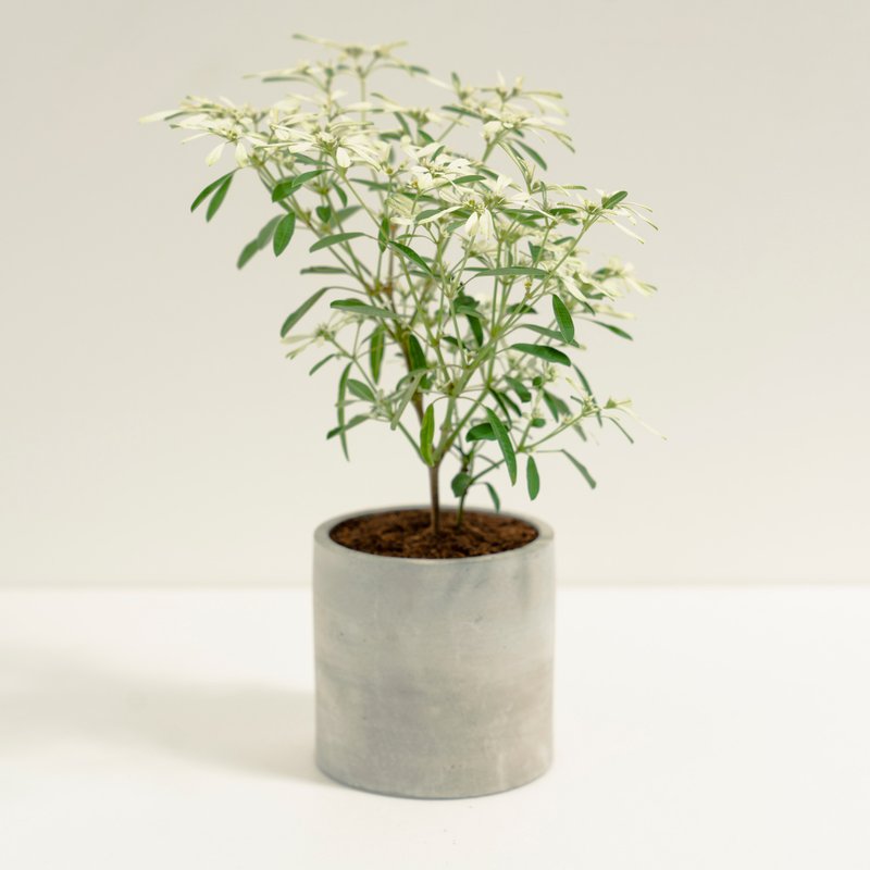 雪花木│泥作系列│福所栽 - 盆栽/植栽 - 水泥 白色
