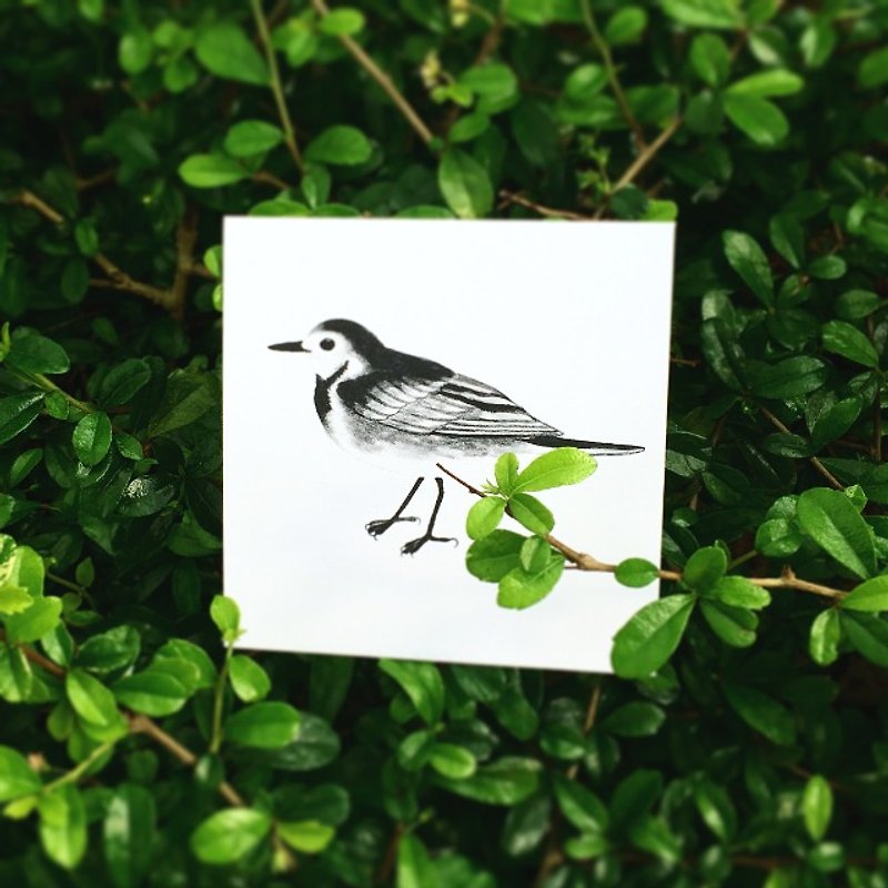 White wagtail square postcard Hong Kong wild birds - Cards & Postcards - Paper Black