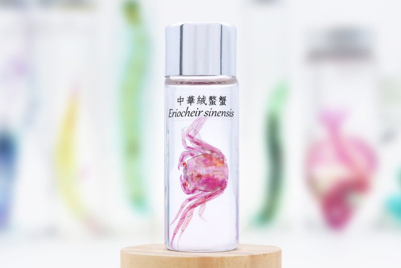 【魚心標本藝術】透明生物標本 - 中華絨螯蟹 Eriocheir sinensis - 擺飾/家飾品 - 玻璃 