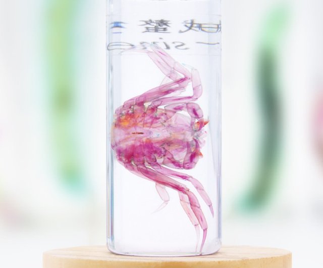 Microcyphus Rousseaui ウニ 殻 標本 Microcyphus Rousseaui ウニ 殻 標本 Microcyphus Rousseaui