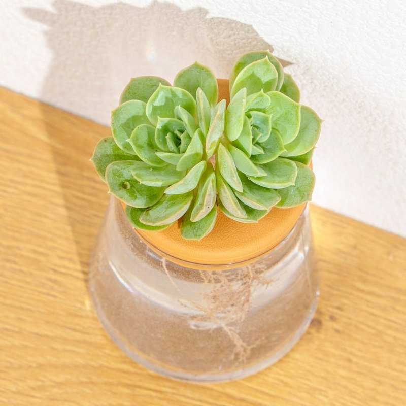 月亮仙子 三角水耕盆栽 室內植物 觀葉植物 禮物 水培 辦公室小物 - 盆栽/植栽 - 植物．花 透明