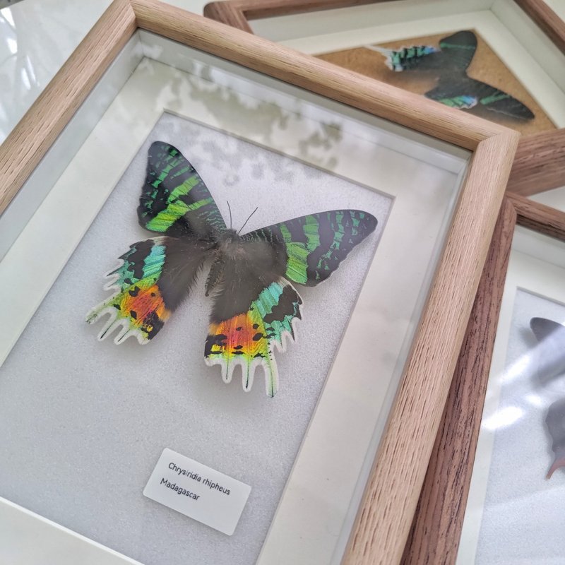 Noble Elf - Sunset Moth | Butterfly and moth specimens - Items for Display - Other Materials Multicolor