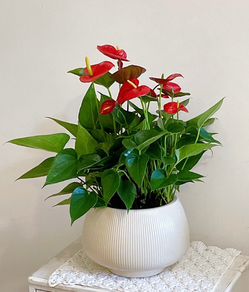 火鶴花盆栽 - 盆栽/植栽 - 植物．花 紅色