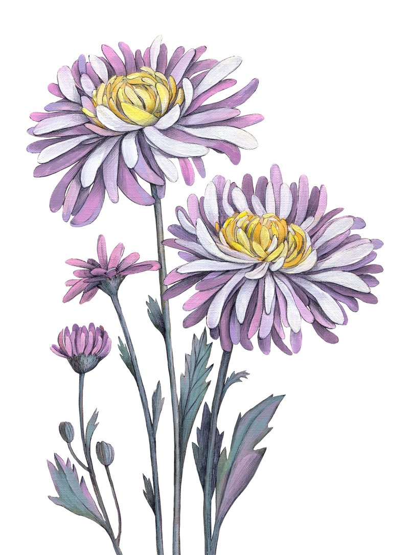 紫菊花原創水粉畫 30x21 公分植物插圖 - 插畫/繪畫/寫字 - 紙 綠色
