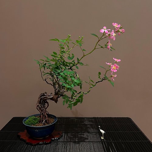 mu bonsai 茉莉愛草 日本屋久島姬薔薇∣中品露根盆景 開花中