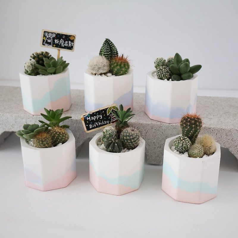 Mini succulent pots • Cement planting/ succulents/ cactus/ birthday gift/ - ตกแต่งต้นไม้ - ปูน 