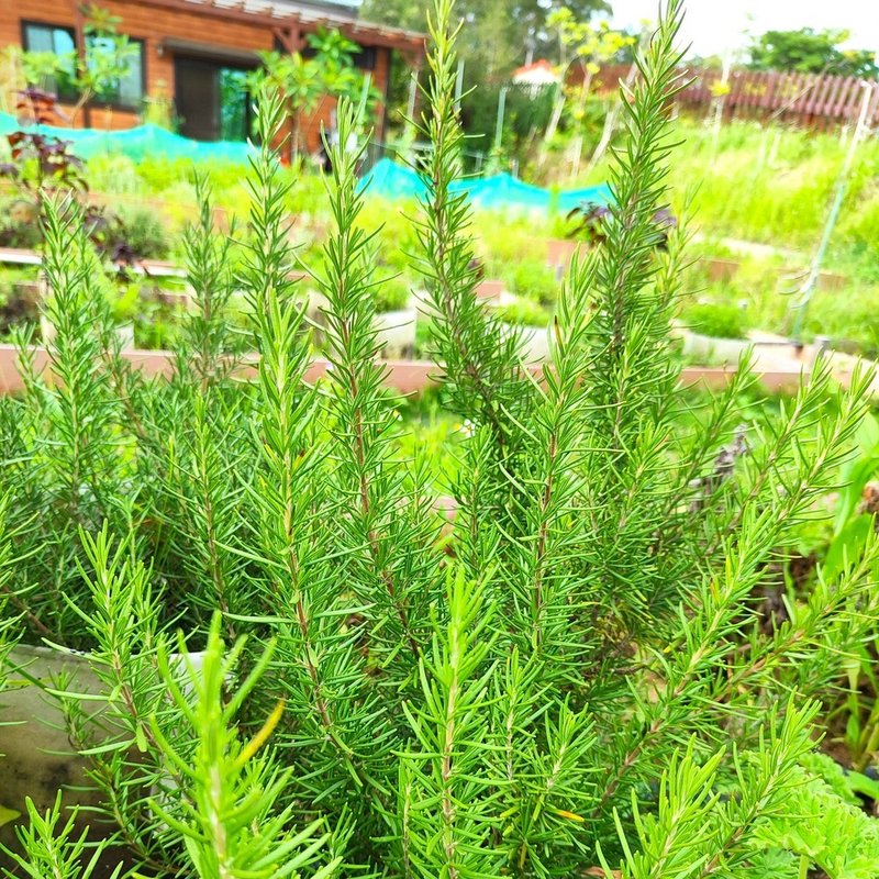 Dried Rosemary - อื่นๆ - พืช/ดอกไม้ 