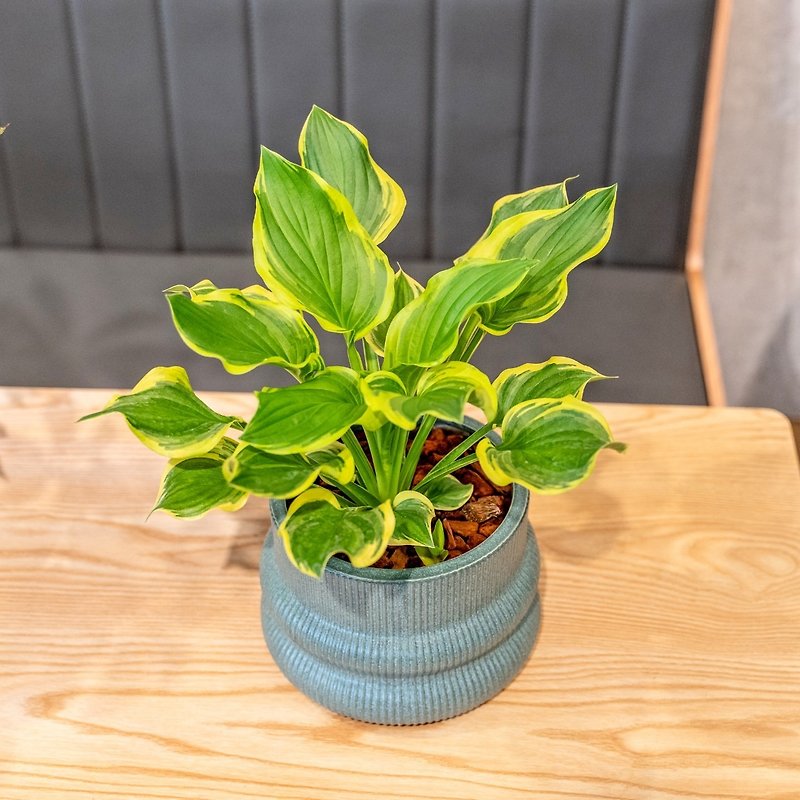Hosta Green Curve Ceramic Pot Opening Gift Housewarming Gift Planting Potted Plant - ตกแต่งต้นไม้ - พืช/ดอกไม้ 
