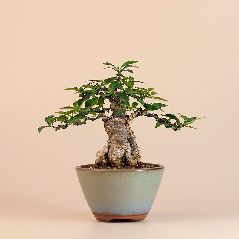 [Sketch bonsai] Bafang mandarin flower and fruit plant light-loving plant - ตกแต่งต้นไม้ - พืช/ดอกไม้ 