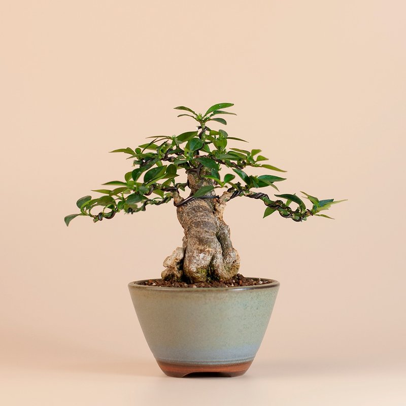 【附石盆景】八房柑 花果植物 小品盆栽 - 盆栽/植栽 - 植物．花 