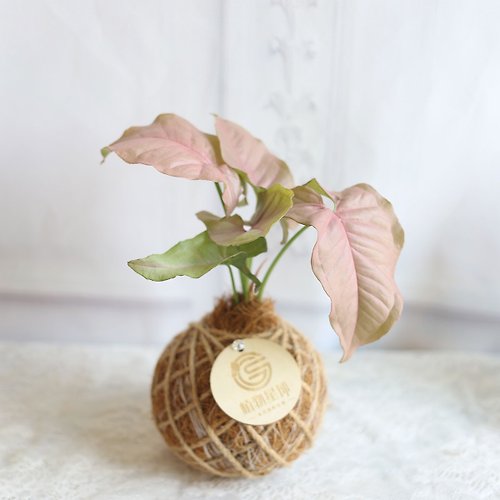 KEYURA GARDEN瓔珞莊園 PD120粉紅合果芋小苔球 / 室內植物