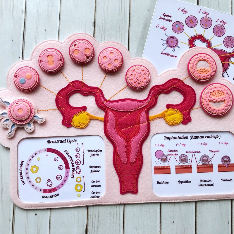 FEMALE FERTILIZATION. Human anatomy. Teaching aid for children. - 寶寶/兒童玩具/玩偶 - 其他材質 粉紅色