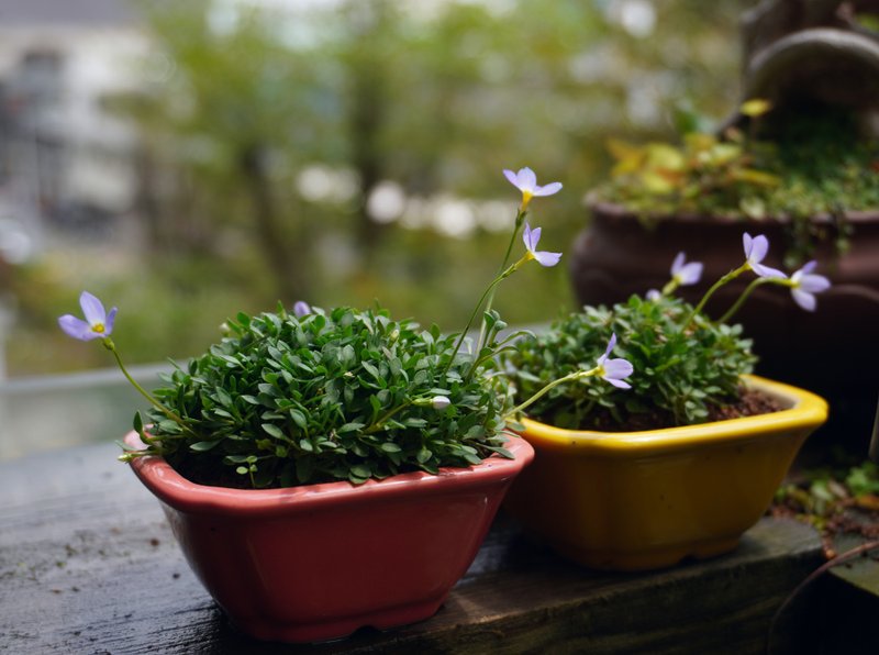 日本雛草∣山野草 - 盆栽/植栽 - 陶 