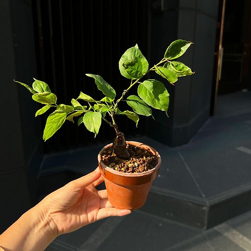 mu bonsai 茉莉愛草 筑紫紅梅 ツクシコウ∣梅花小品盆栽