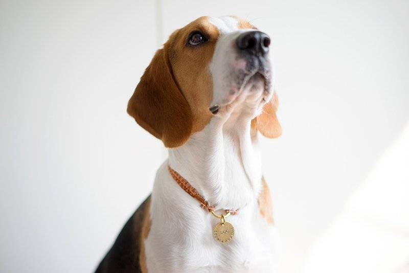 Customized Dog Meow Brass Designer Braided Collar Neck Collar - ปลอกคอ - ผ้าฝ้าย/ผ้าลินิน 