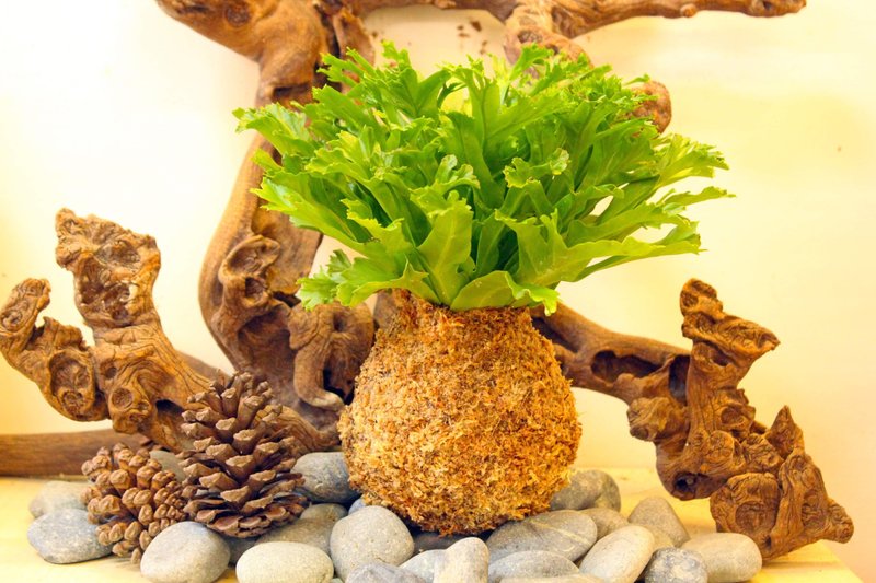 雷斯利山蘇苔球 - 盆栽/植栽 - 植物．花 綠色
