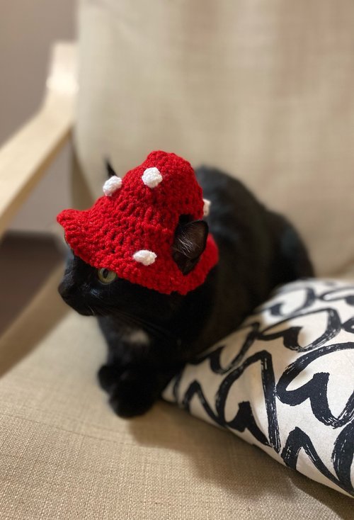 cat with mushroom hat plush