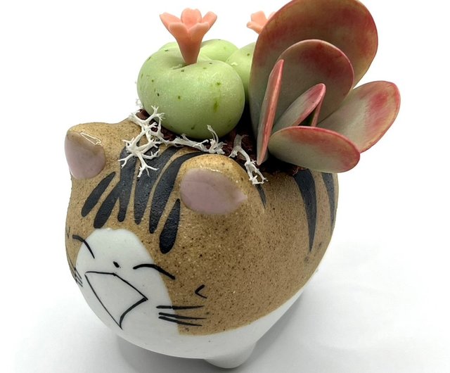 Simulated clay succulent plant pot set-Smiling Cat] Made to