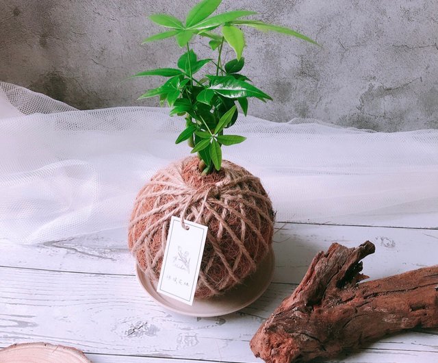 ミニ苔玉 パキラ 観葉植物 インテリアグリーン - ショップ muhouflower