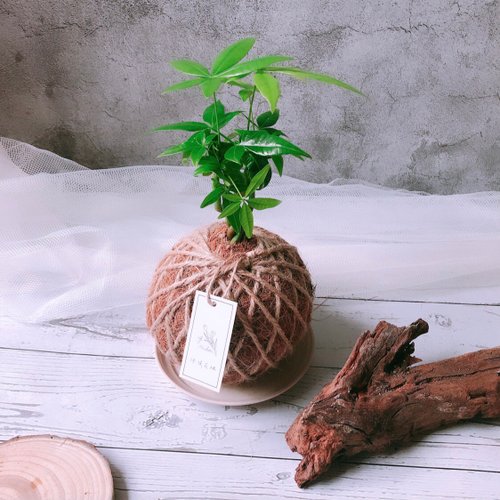 沐後花旭 小苔球 發財樹 植栽