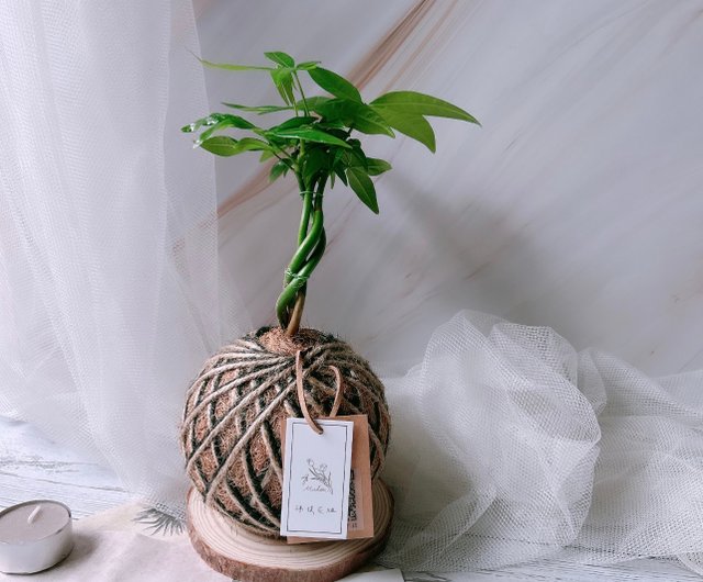 ★木製 苔玉育成鉢 吸水 傷あり a0470 ☆木製 苔玉育成鉢 吸水 傷あり a0470