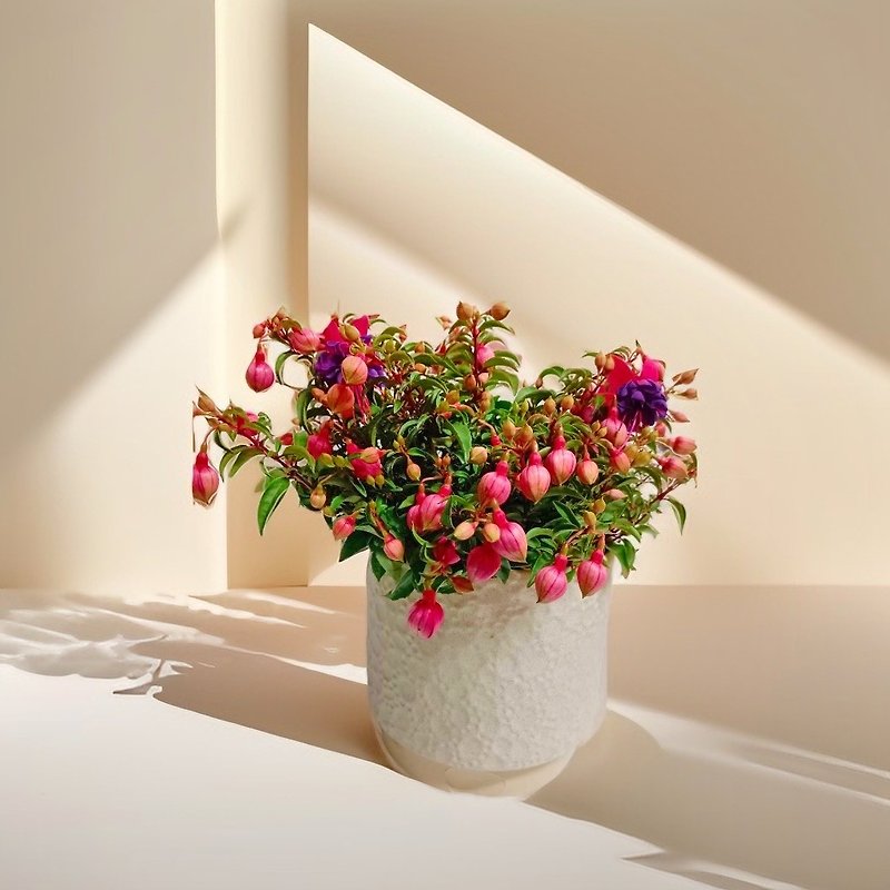 【ローマンテクスチャーポット】ハンギングベルフラワー卓上鉢植えギフトとしてご自身用、屋内外の植物として - 観葉植物 - 寄せ植え・花 
