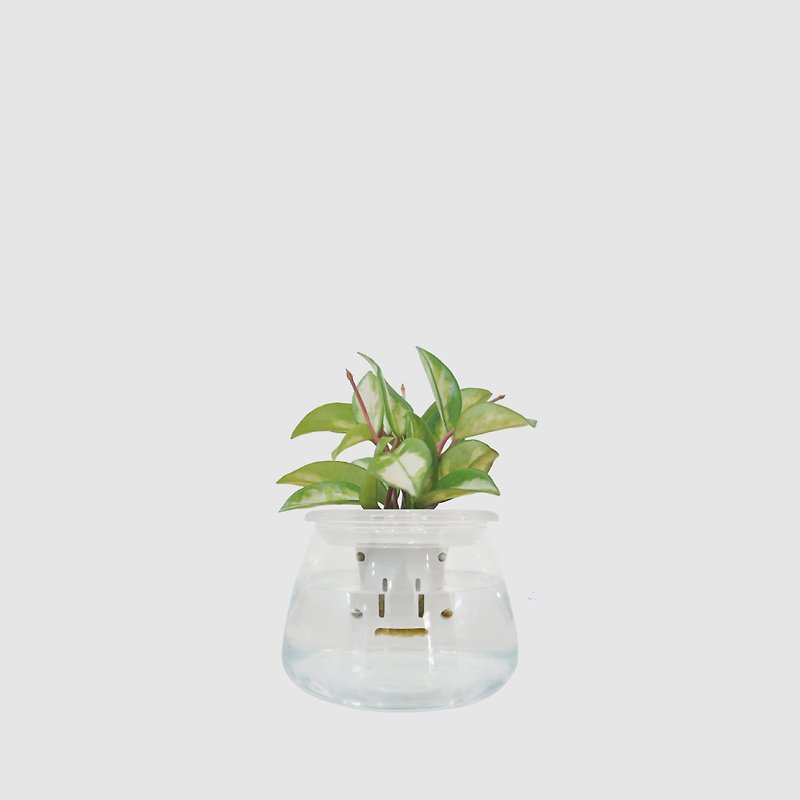 │ Glass Series│ Jinhong Orchid-Glass potted fish and water symbiosis hydroponic potted plant - Plants - Plants & Flowers Transparent