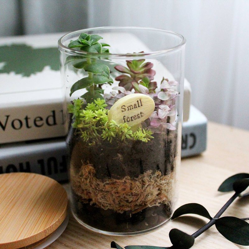 [Online DIY material package] Micro-landscape succulent ecological bottle - Plants & Floral Arrangement - Plants & Flowers 