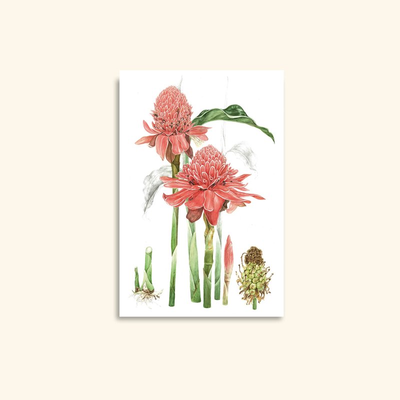 Torch Ginger Watercolour Card: Tropical Flower Botanical Illustration - 卡片/明信片 - 紙 