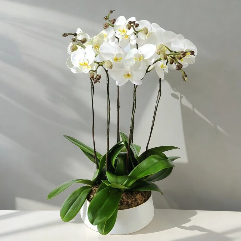 Large White Moth / Phalaenopsis Orchids (6 Flowers) GF00173 - ตกแต่งต้นไม้ - พืช/ดอกไม้ 