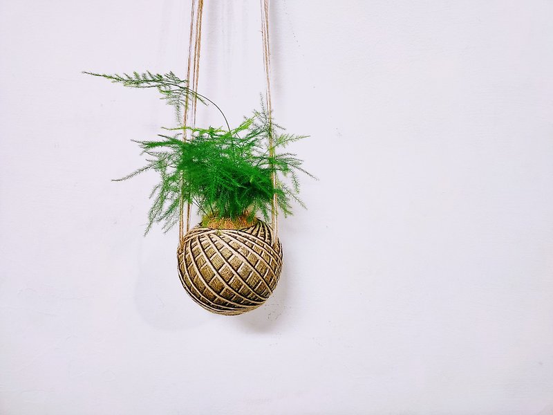 Asparagus moss ball│board plant│home decoration│indoor plant│ - ตกแต่งต้นไม้ - พืช/ดอกไม้ สีเขียว