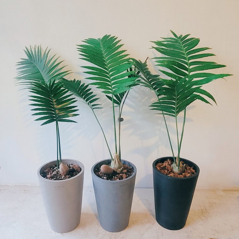 2024 Limited Edition Ecopots Amsterdam-Twin Cycads - ของวางตกแต่ง - พืช/ดอกไม้ 