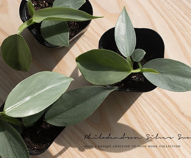 Silver Sword Silver Leaf Philodendron Shop Laiveitsai Plants Pinkoi