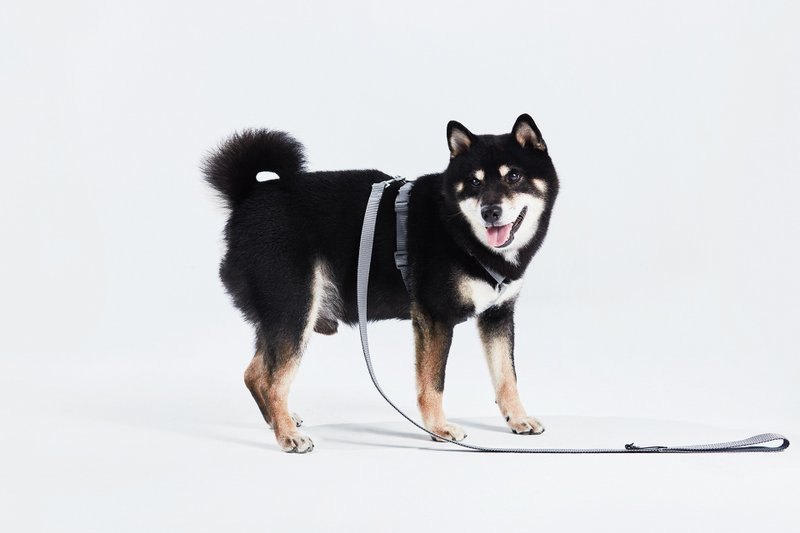 【tails&me x APUJAN】Ink dot dog leash (grey/blue) - ปลอกคอ - ไนลอน หลากหลายสี