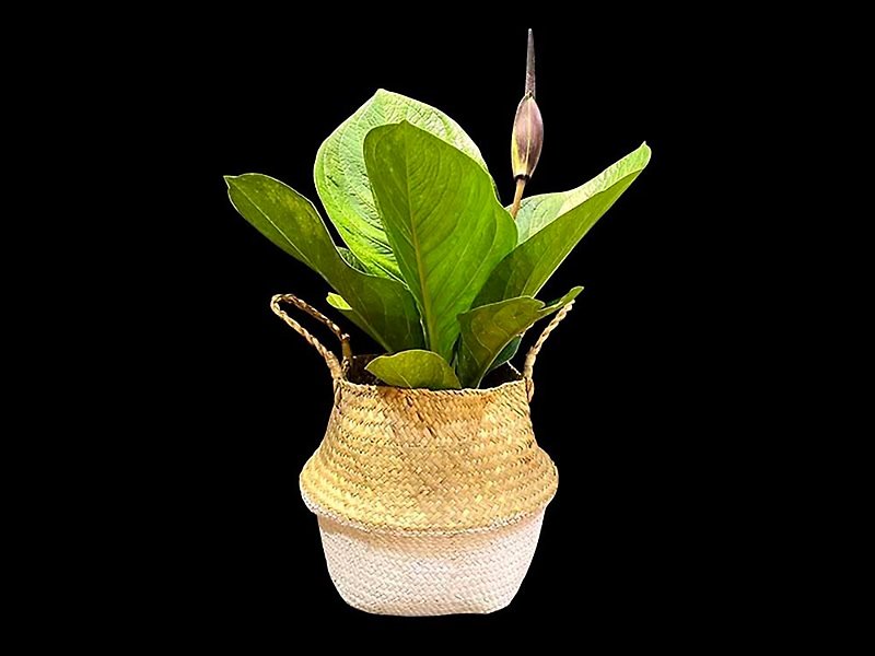 Rich candle potted plant - ตกแต่งต้นไม้ - พืช/ดอกไม้ สีเขียว
